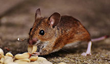 24 Hour & Emergency Exterminators in South Bend Tribune, IN